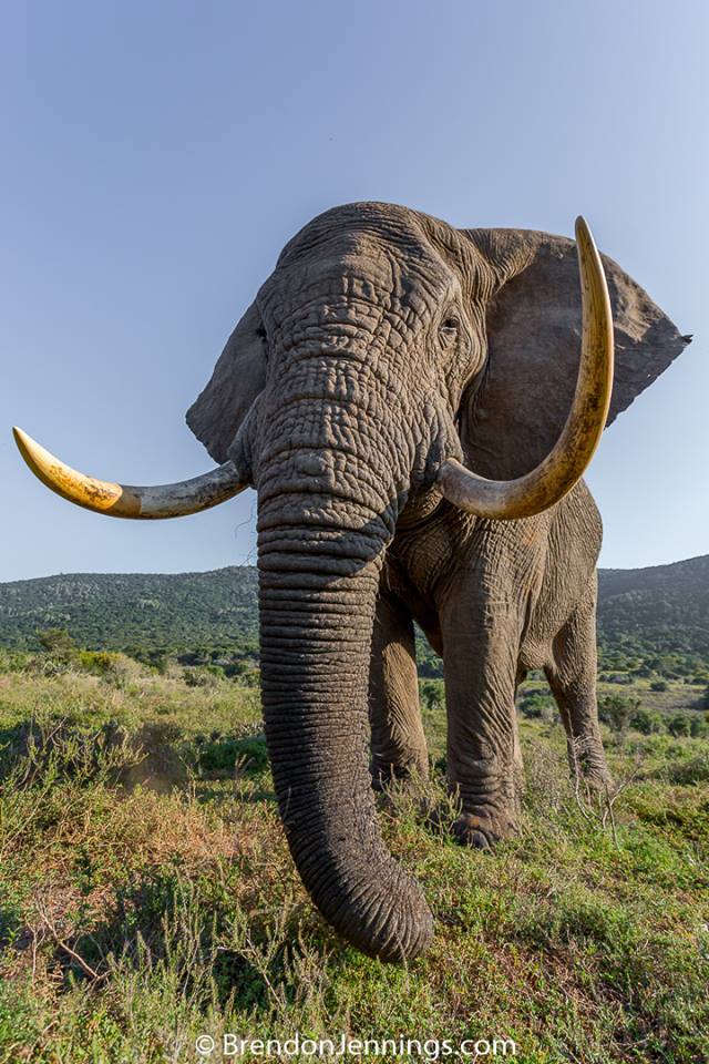 Elephant Tusks by Brendan Jennings