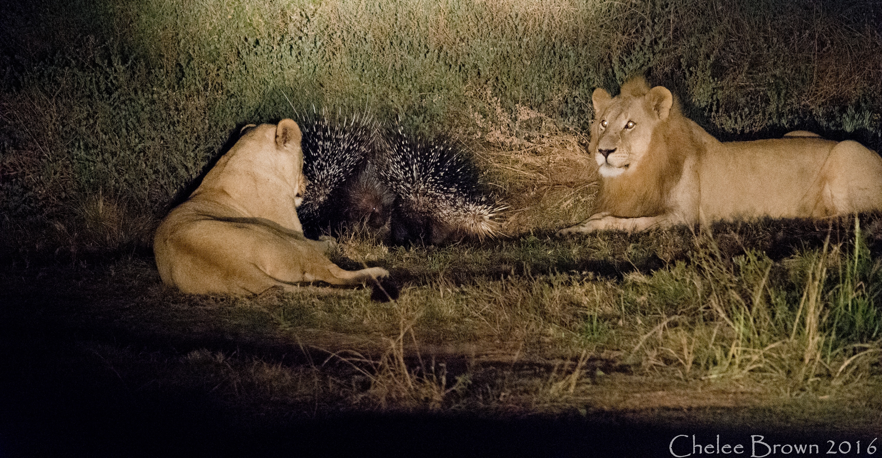 Lions and a Prickle of Porcupines at Kariega Game Reserve