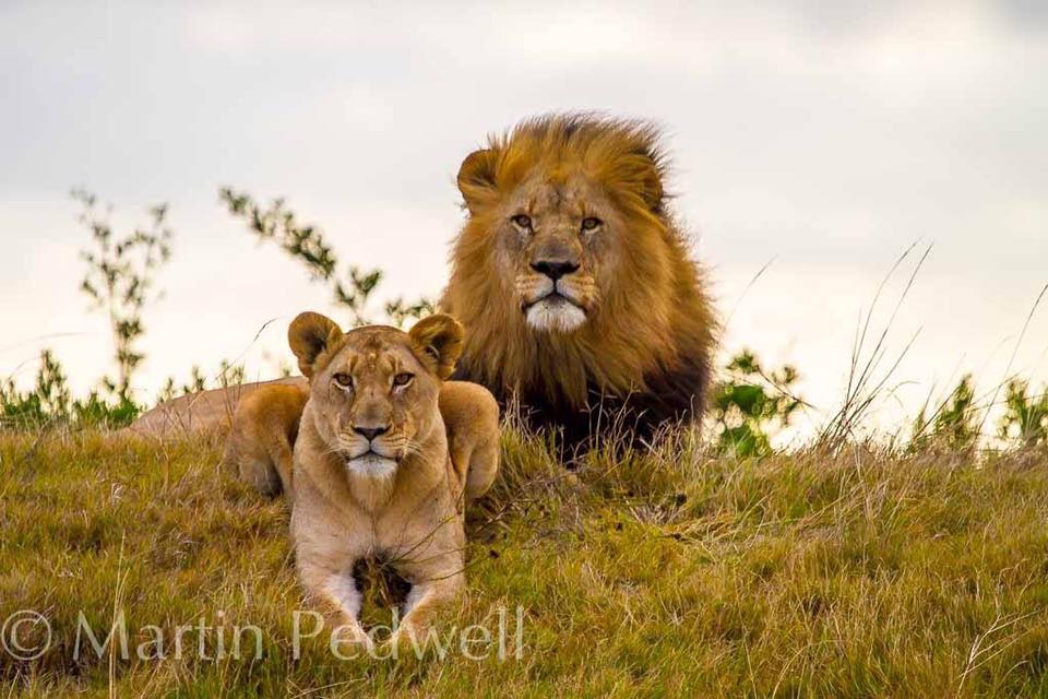 Lion and Lioness at Kariega by Martin Pedwell