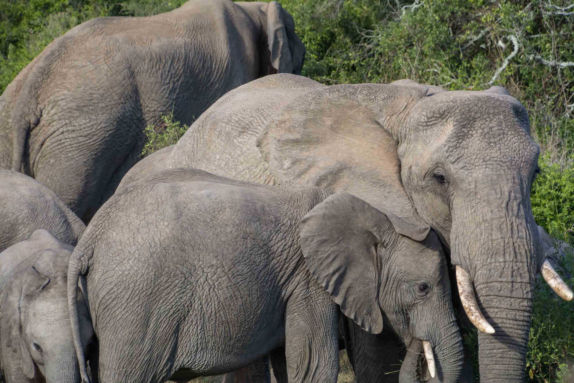 Cape Town Kariega Tour Elephants