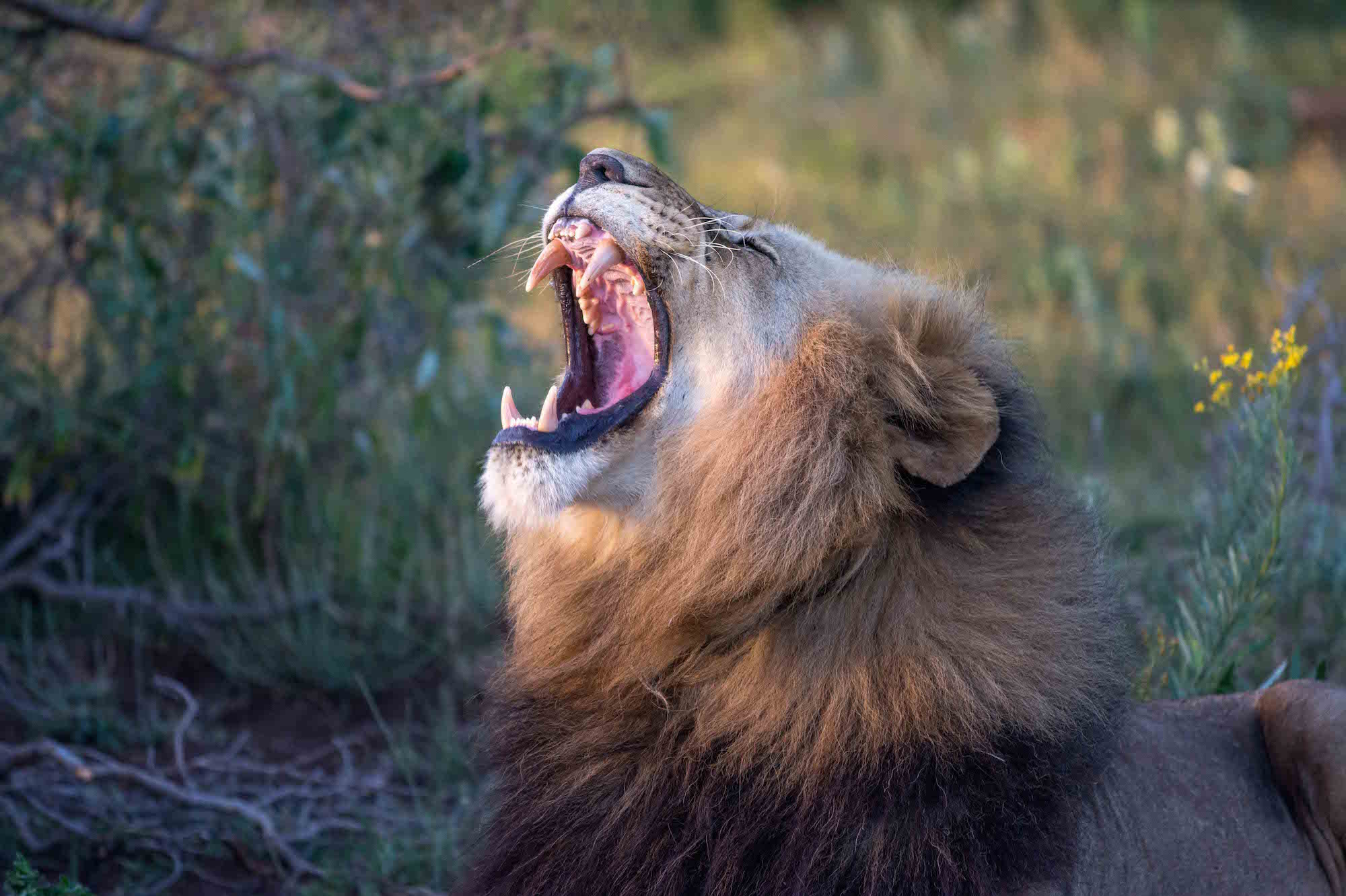 Cape Town Kariega Tour Lion