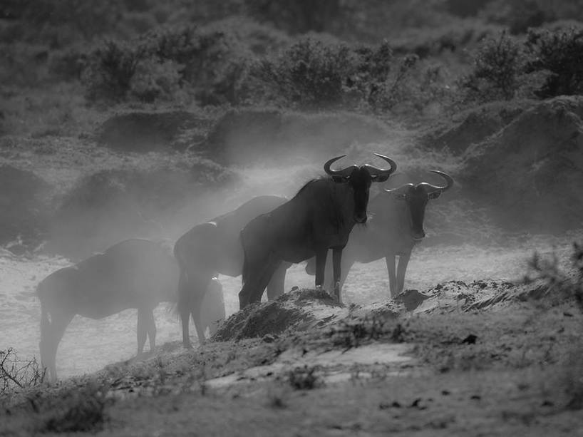 Kariega-wildebeest-safari-guest-ParBertilison-.jpg