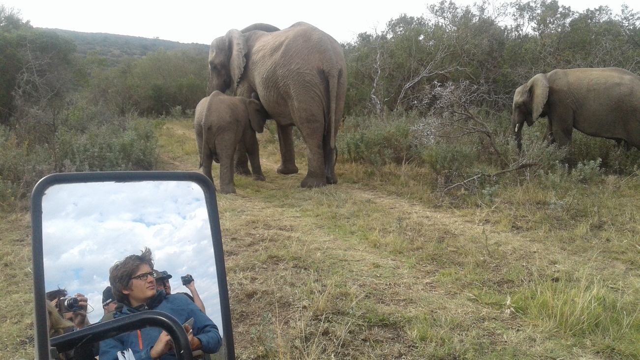 Elephant Monitoring at Kariega Game Reserve