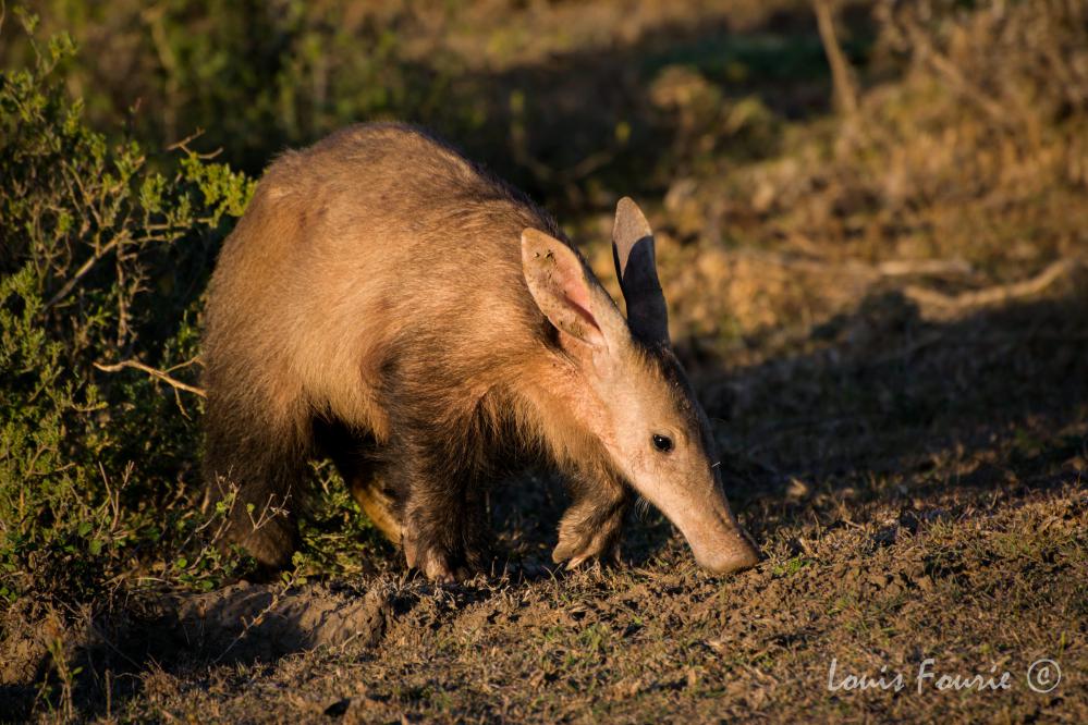 Aardvark on Kariega Safari