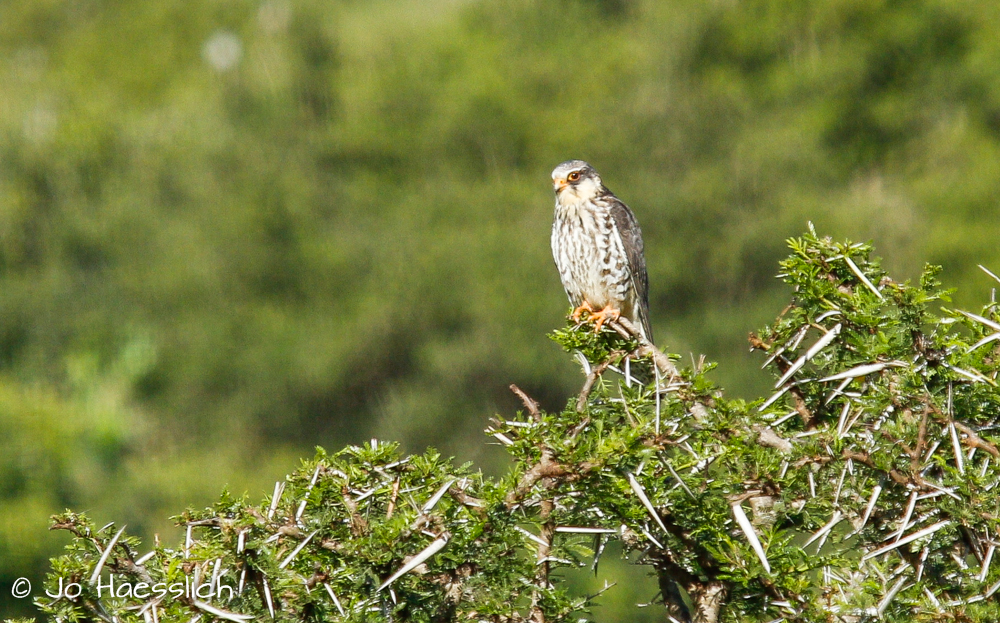 Kariega Amur Falcon
