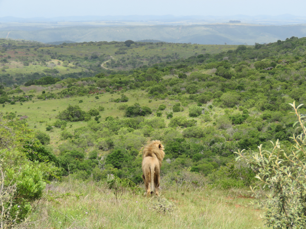 Kariega Volunteers Lion Monitoring