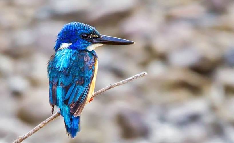 Kariega-Birding-Half-collared-kingfisher.jpg