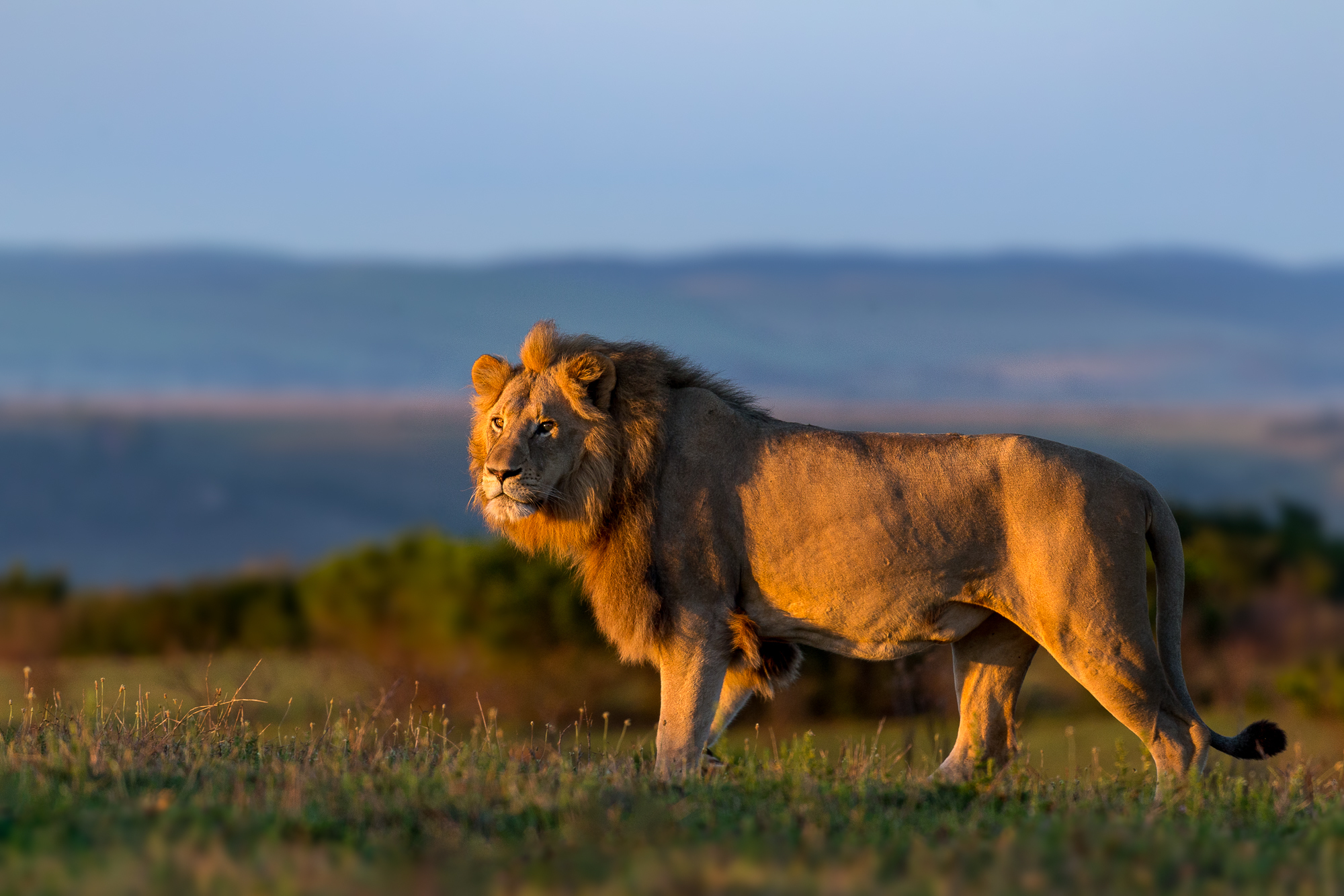 Lion in Sunshine: Top 10 Ways To Connect With Nature From Home
