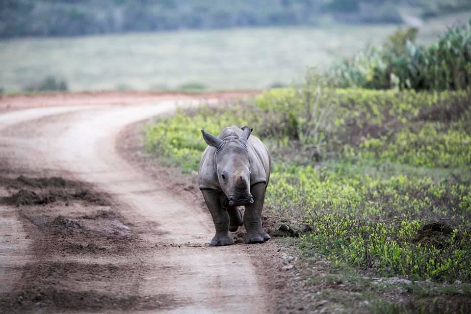 Top Summer Safari Wildlife Photo Fabio Franciosa Baby Rhino