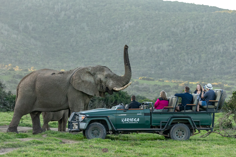 Kariega Safari Elephant Brendon Jennings