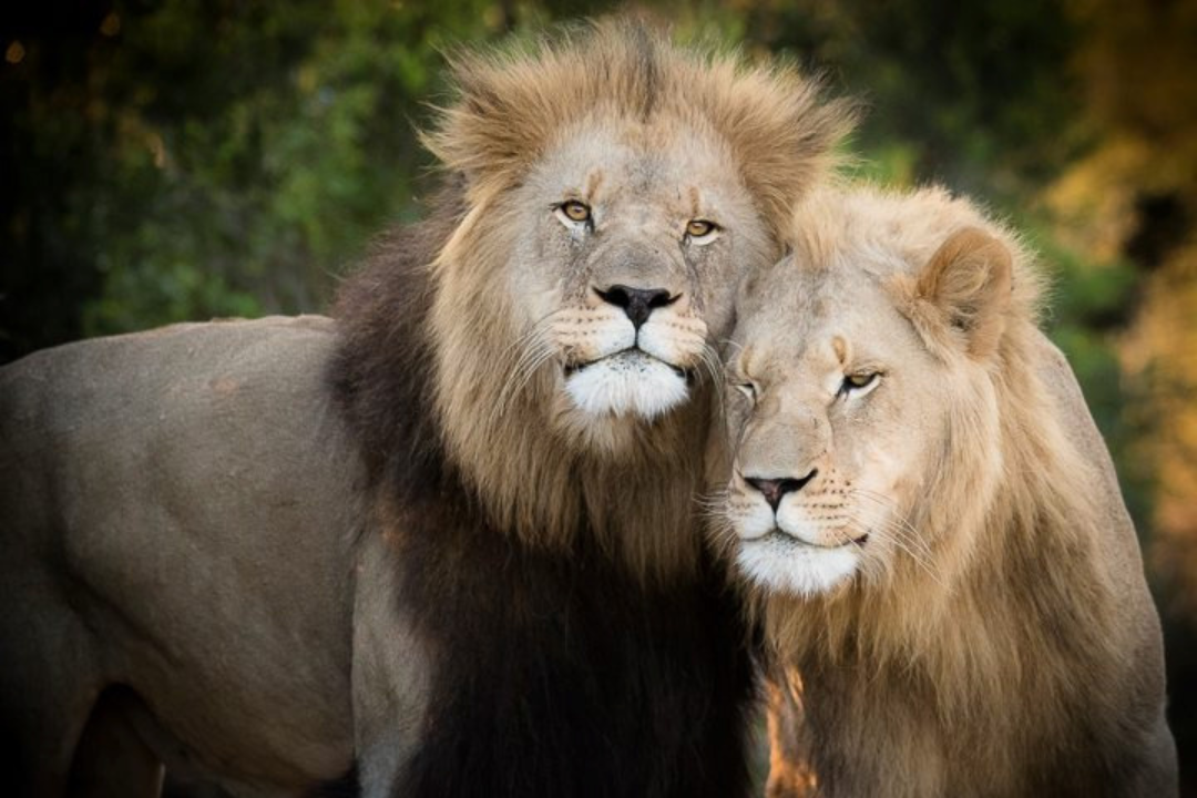 Why Spend Your Honeymoon on Safari