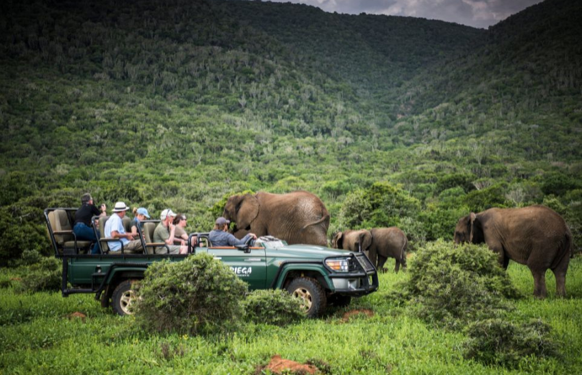 Guests viewing elephants - Img taken by guest Sean Pollock