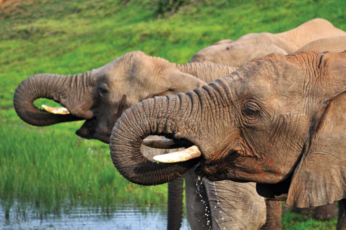 Elephant at Kariega Game Reserve