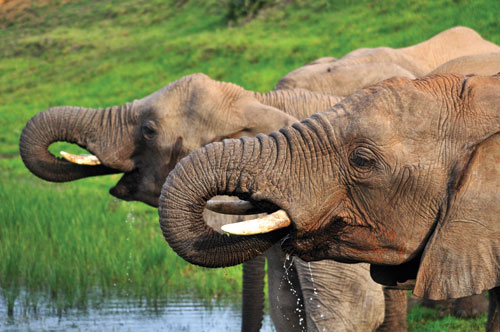 Elephant at Kariega Game Reserve Elephant at Kariega Game Reserve