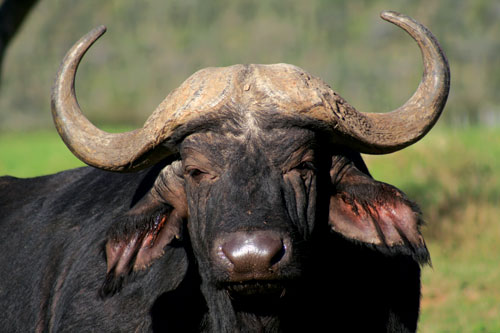 Buffalo at Kariega Game Reserve