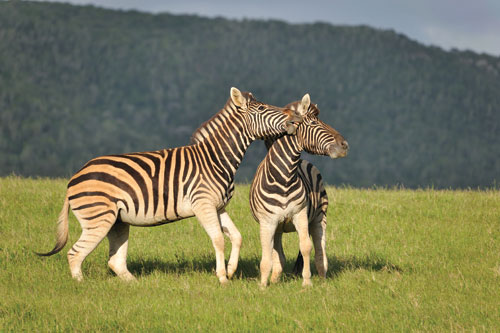 Zebra at Kariega Game Reserve