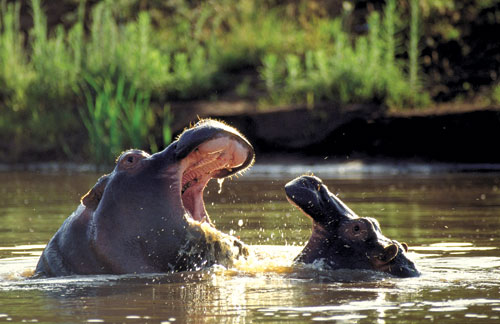 Hippo at Kariega Game Reserve Hippo at Kariega Game Reserve