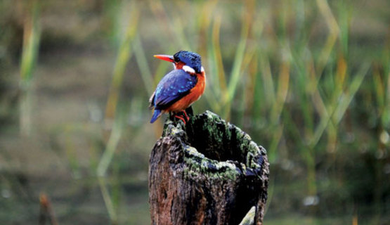 kingfisher.jpg