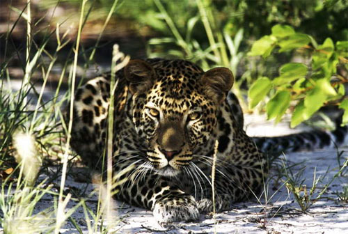 Leopard at Kariega Game Reserve