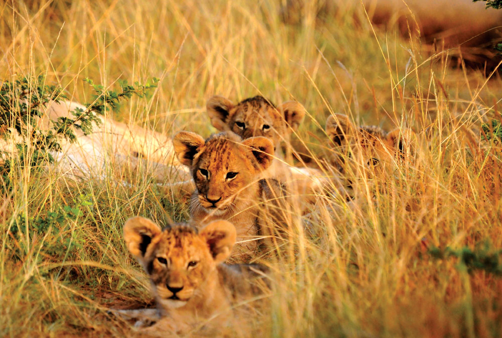 Lions Roar Book Lodge Manager Settlers Drift with Lion Cubs