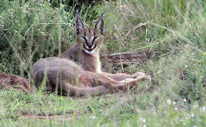 Caracal1