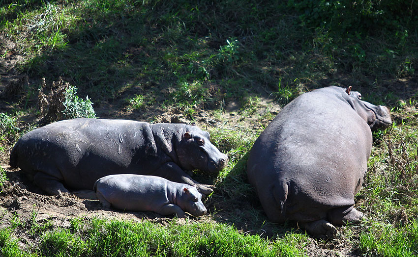 Hippo Baby