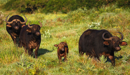 Buffalo baby.jpg