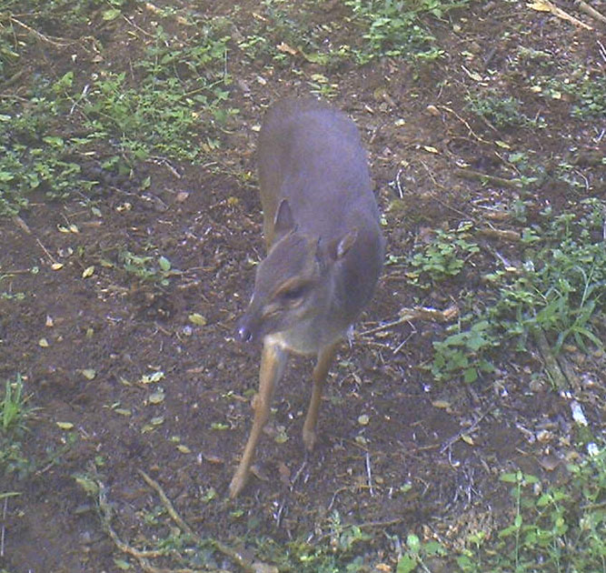 Duiker