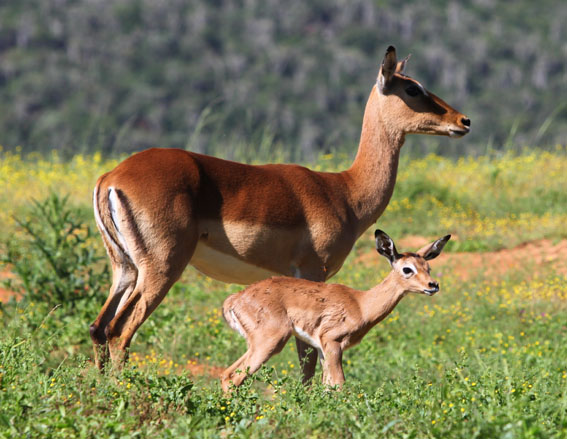 Kariega South Africa Safari Low Season Special