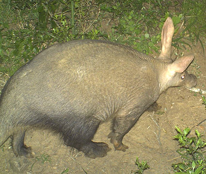 Aardvark