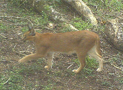 Caracal