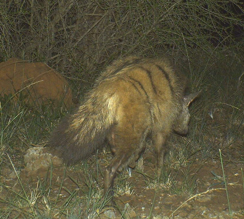 Aardwolf 1