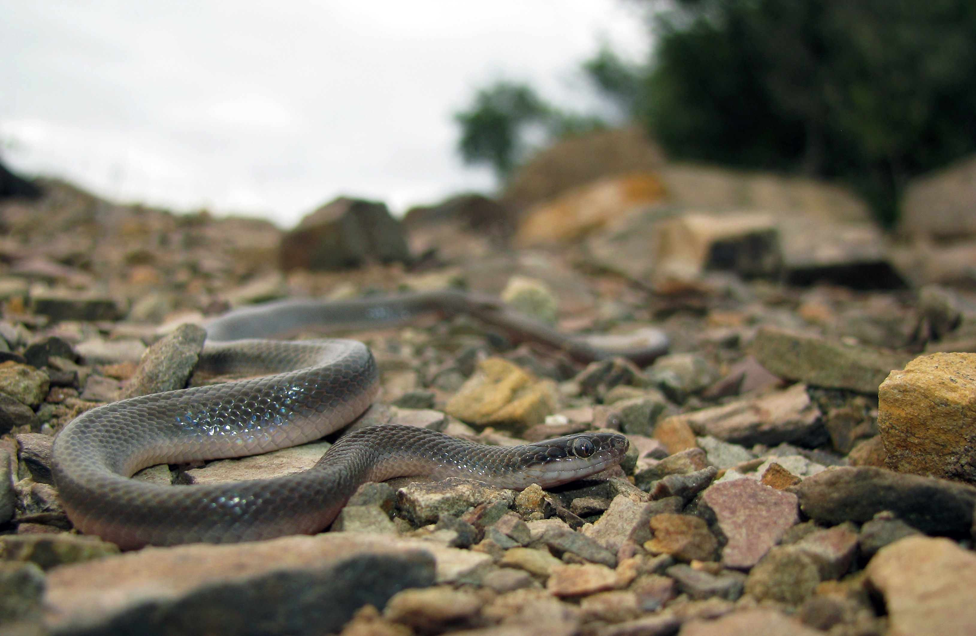 Brown Water Snake2 Fb