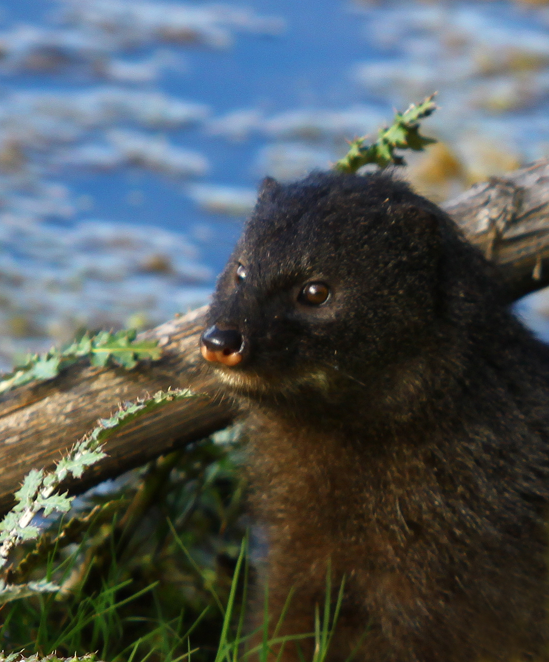 Water Mongoose