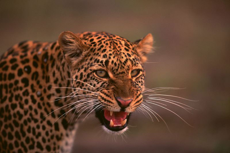 Cape leopard part of conservation project