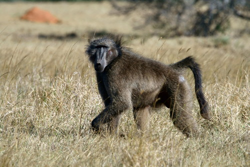 baboon.jpg