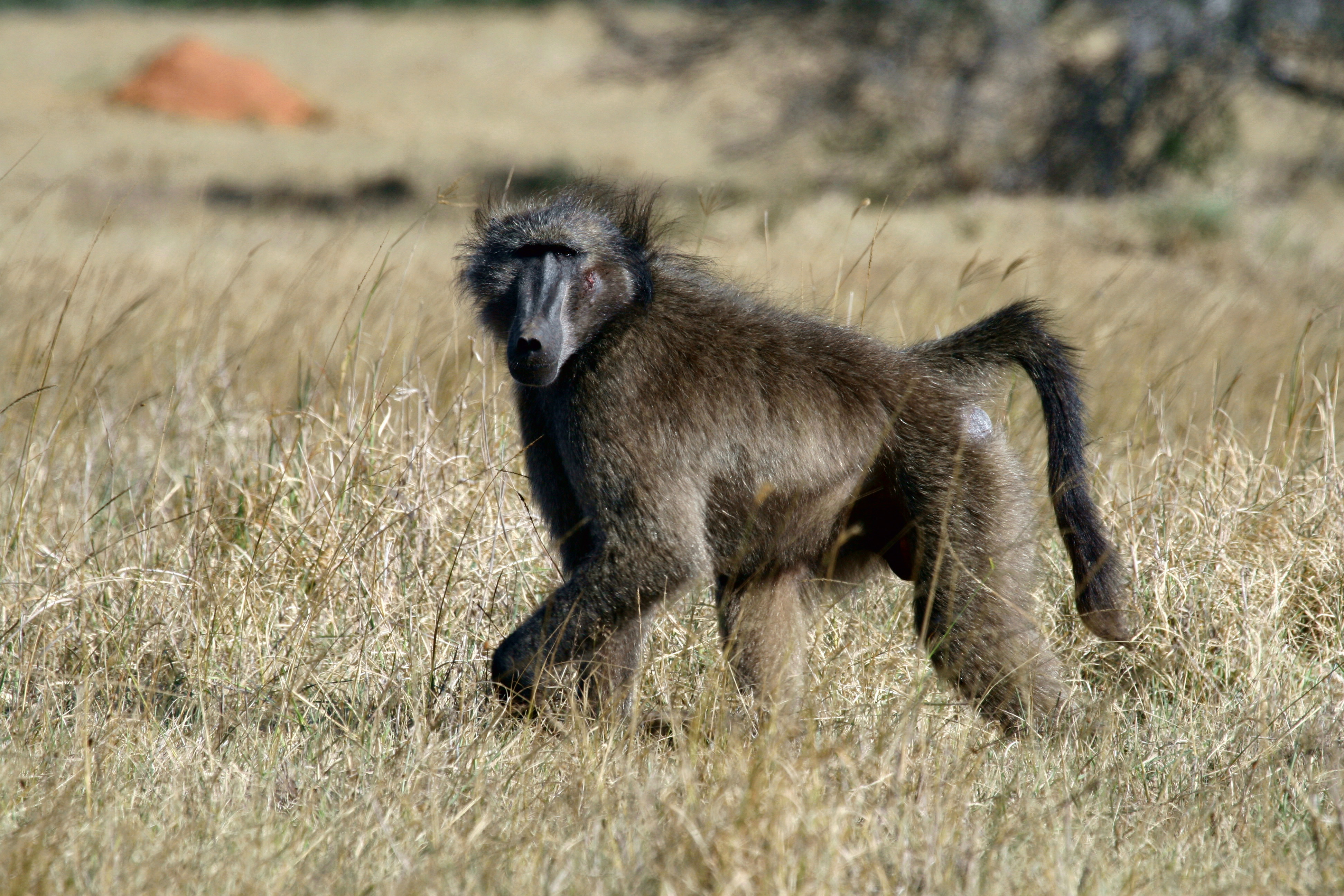 Sneakiest Animal of the South African Savanna Chacma Baboon