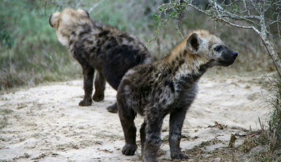 hyena cubs.jpg
