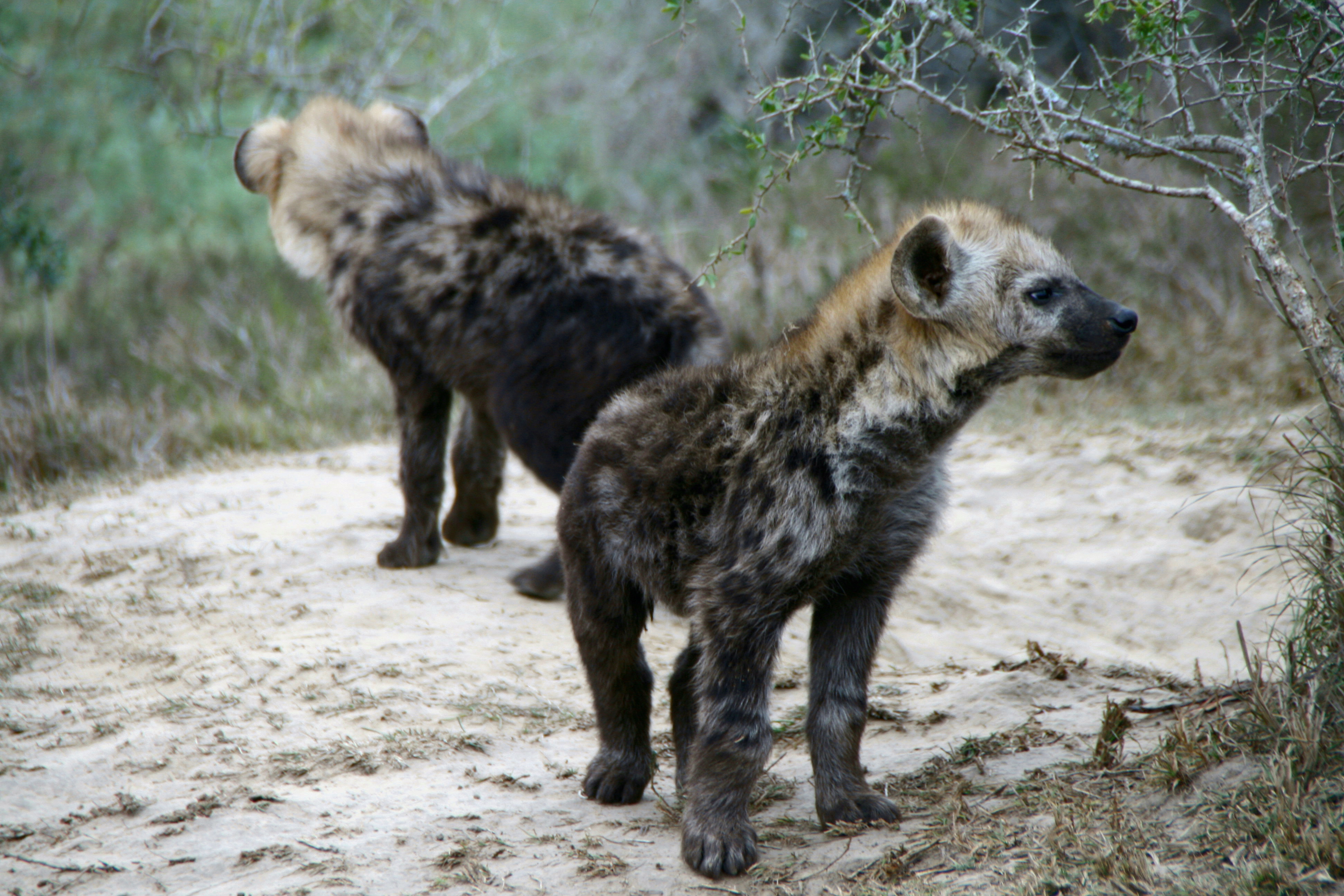 Hyena Cubs at Kariega Game Reserve
