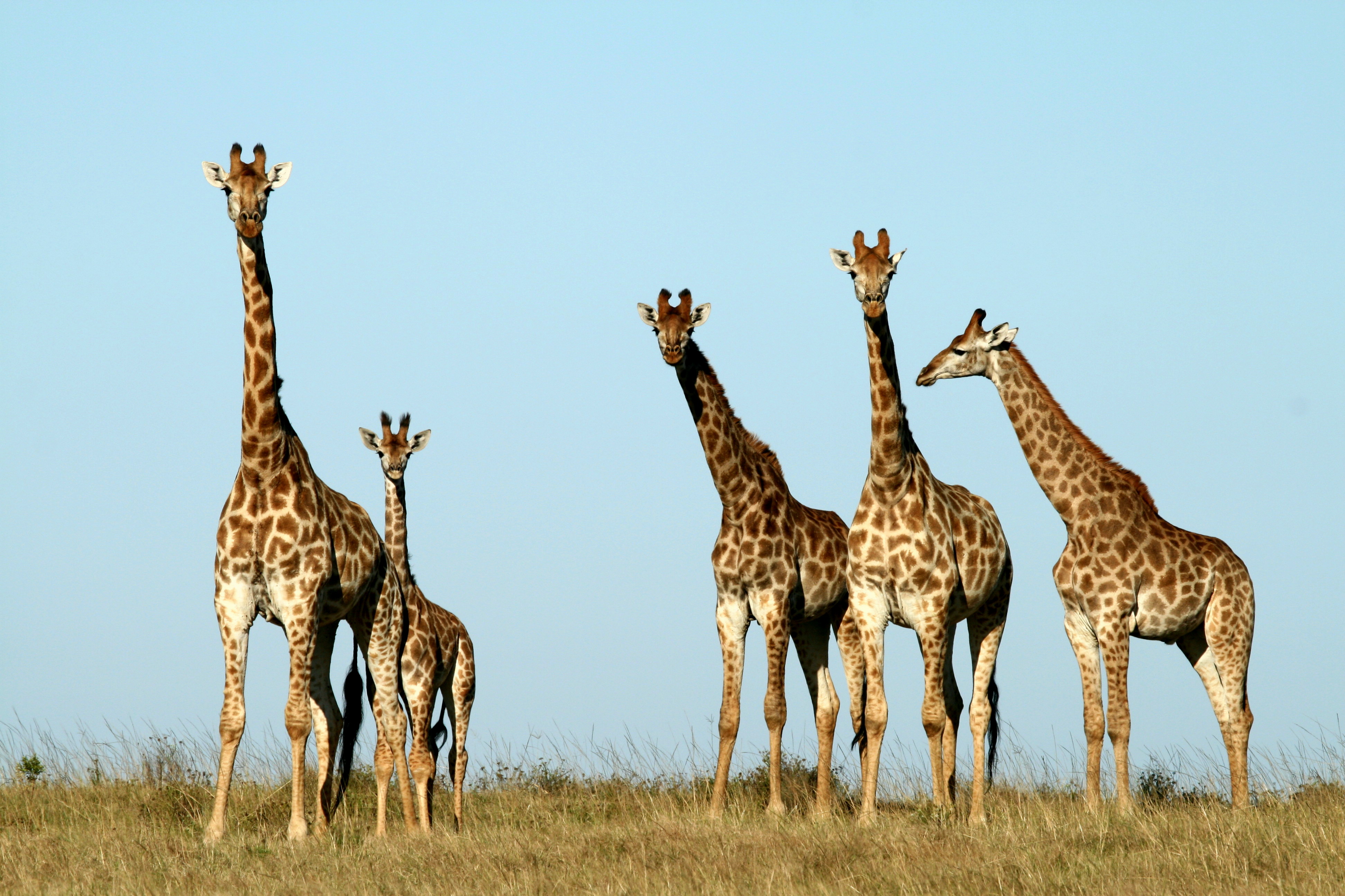 Giraffe at Kariega Game Reserve