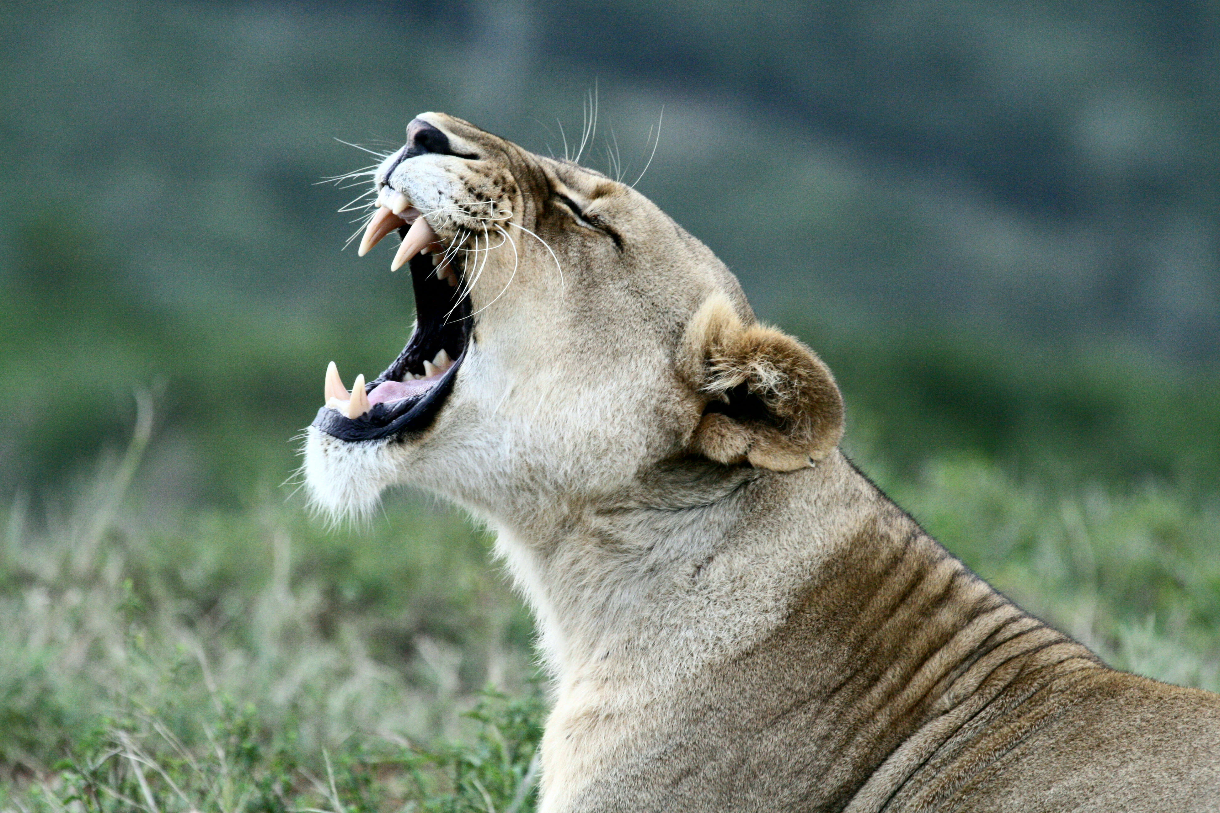 Lion at Kariega Game Reserve