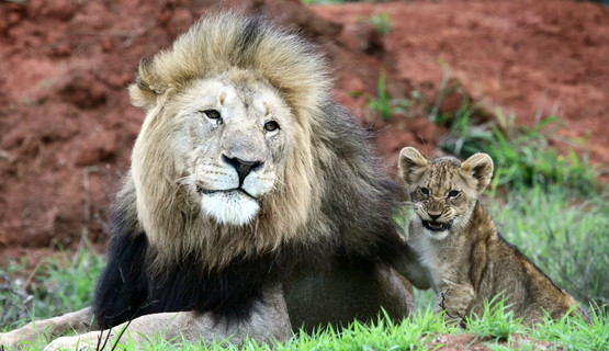 lion (5).jpg