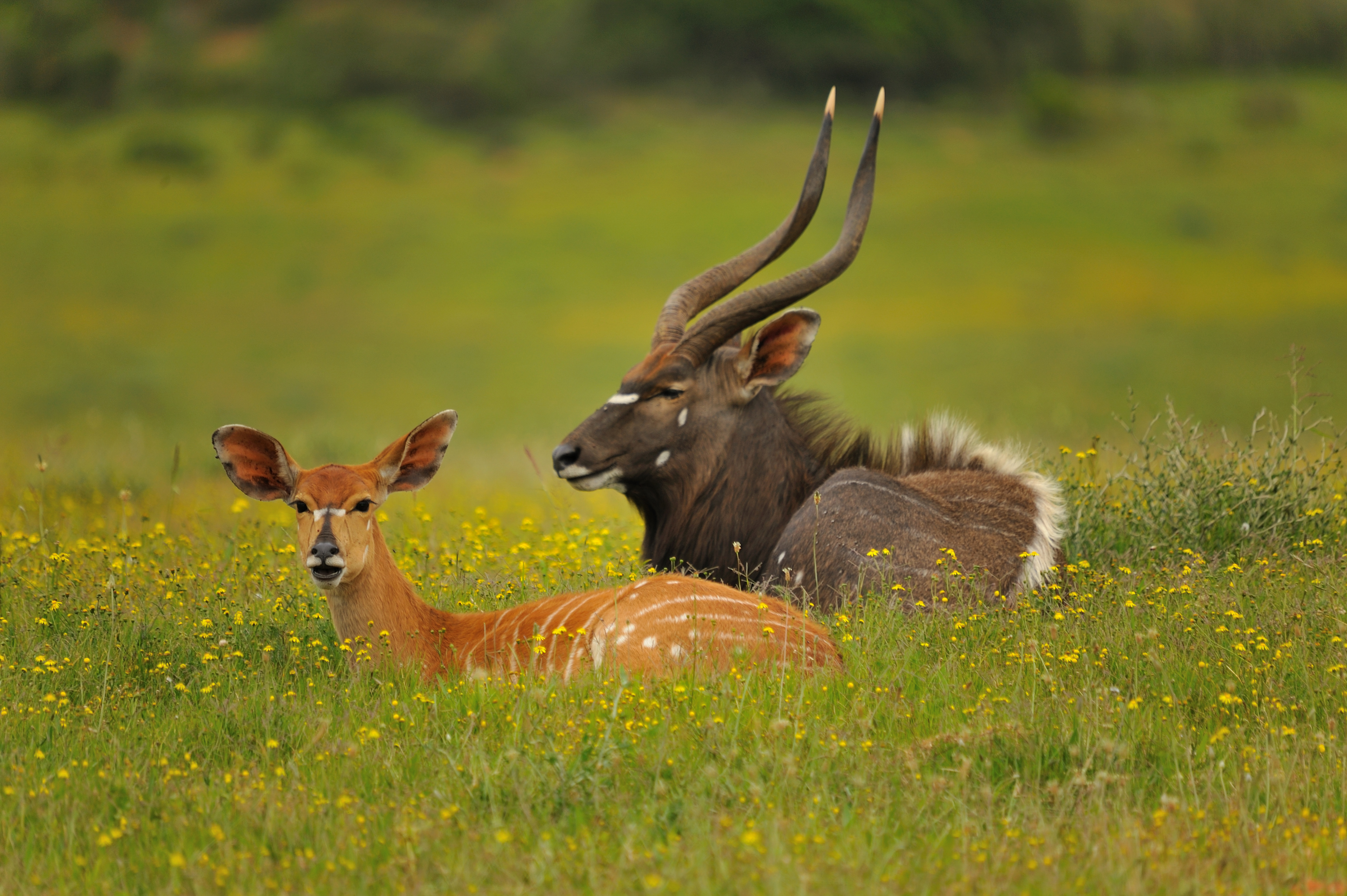 Nyala the Bambi of Africa