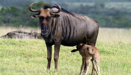 wildebeest.jpg