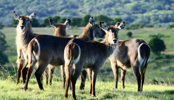 waterbuck (10).jpg