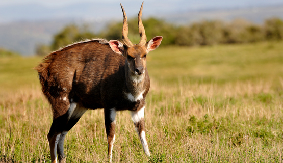 bushbuck-1.JPG