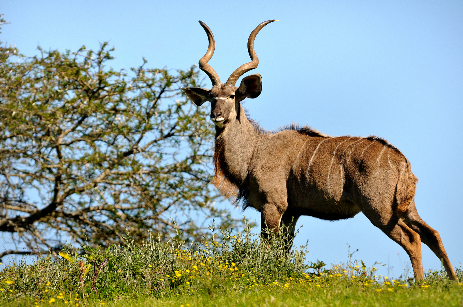Kudu Ram, often confused with Nyala the Bambi of Africa