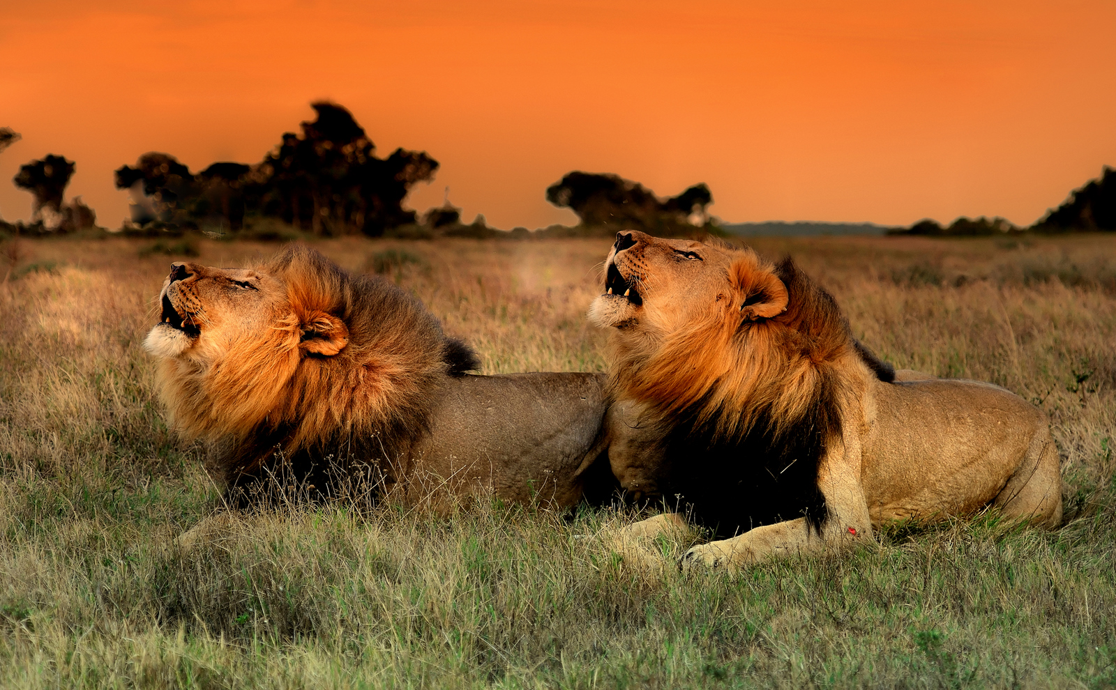 Lions at Kariega