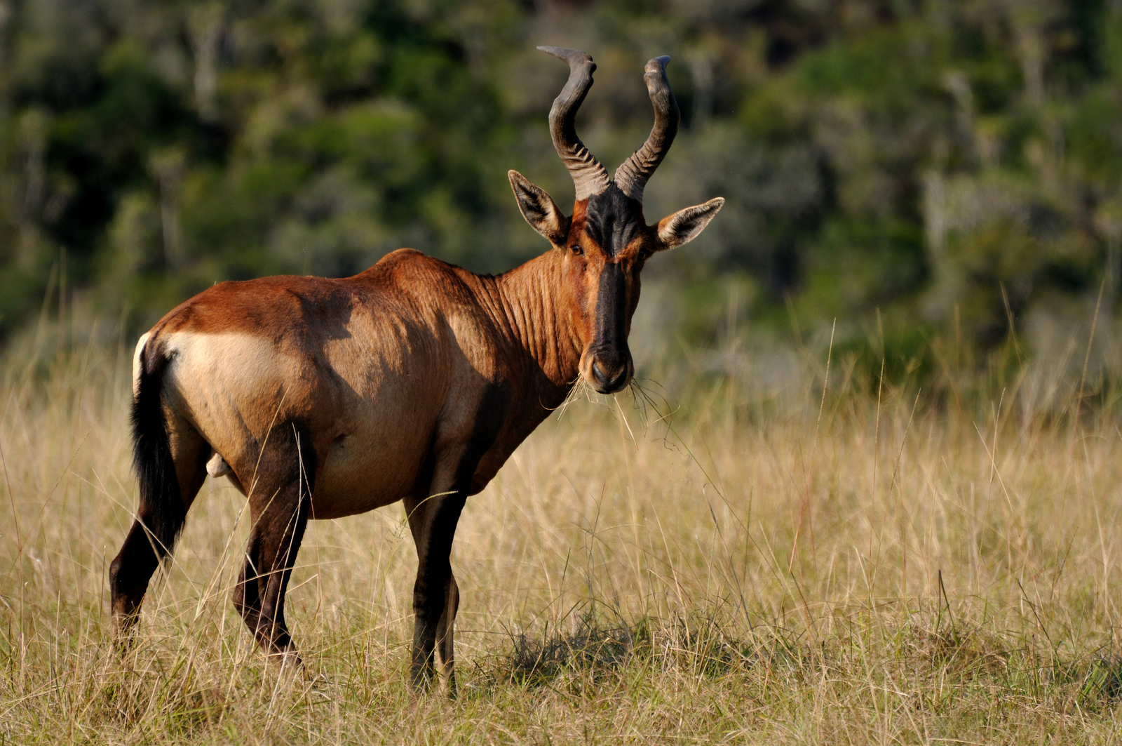 Red Hartebeest at Kariega Game Reserve