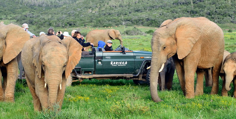 game drive elephant.jpg game drive elephant.jpg
